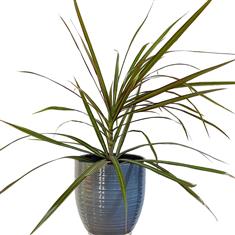 Plant collectors Large Dracaena Marginata