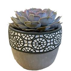 Plant collectors Echeveria Lola in Stone pot 