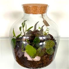  Closed Terrarium design- Natural greens