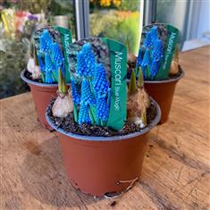 Muscari Plant 