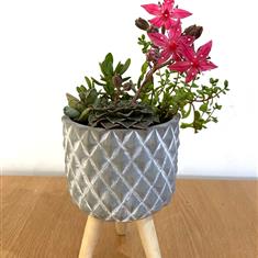 Plant parters Succulent Tripod- Large