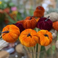 Velvet Pumpkins