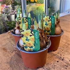 Narcissus Pots