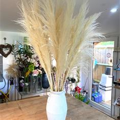 Pampas Grass