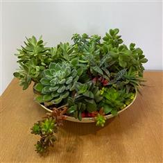 Succulent bowl- Green