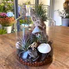 Tillandsia Vase with shells