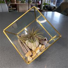 Tillandsia Glass cube- Medium