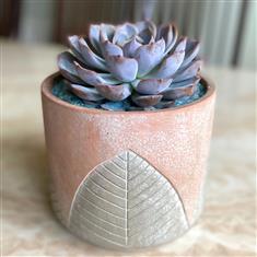 Plant collectors Large Echeveria in leaf pot