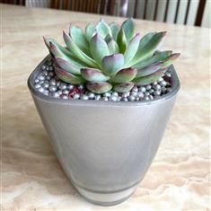 Plant collectors Echeveria in silver vase