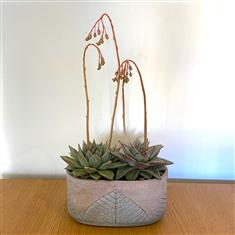 Plant collectors Echeveria in oval leaf container 