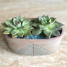 Plant collectors Echeveria in oval leaf container 