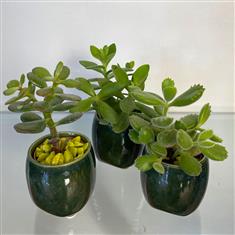 Plant Trio- Green