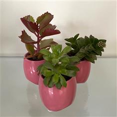 Plant Trio- Pink