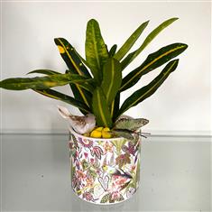 Plant Collectors Croton yellow and green