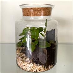  Closed Terrarium