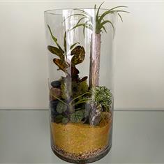  Open Terrarium