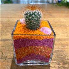 Succulent in glass cube- Orange and black