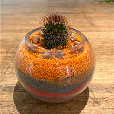 Succulent in glass bowl- Orange, brown, red