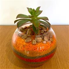 Succulent in glass bowl- Orange, brown, red