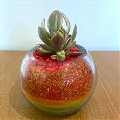 Succulent in glass bowl- Rainbow