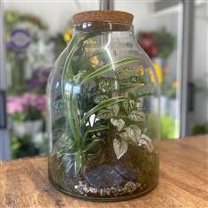 Large closed Terrarium