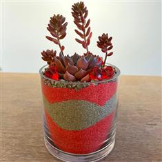 Crimson Tide Succulent Vase