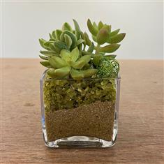 Fresh Green Succulent Cube