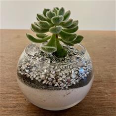 Silver Halo Succulent Bowl