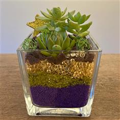 Golden Star Succulent Cube