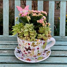 Planted Tea cup- Medium