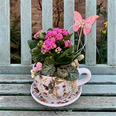 Planted Tea cup- Small