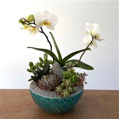 Serenity Orchid Garden