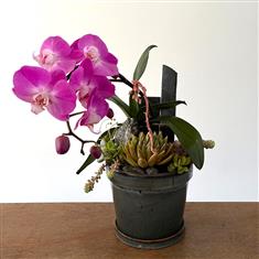 Orchid &amp; Succulent Garden