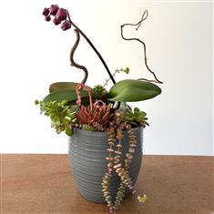 Harmony Orchid Garden