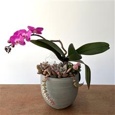 Blushing Orchid Garden