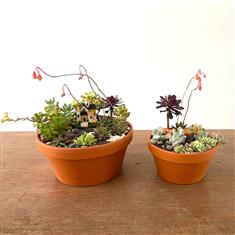 4- Miniature succulent garden- Thurs 16th July
