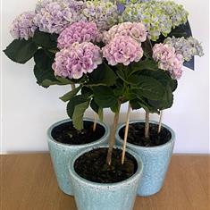 Magical Hydrangea Tree in ceramic pot