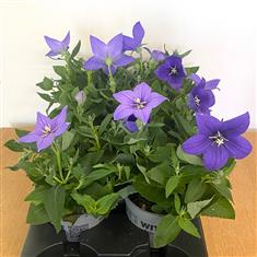 Platycodon plant
