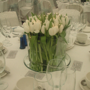 Tulip Cube- white