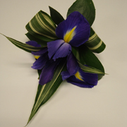 Iris Buttonhole