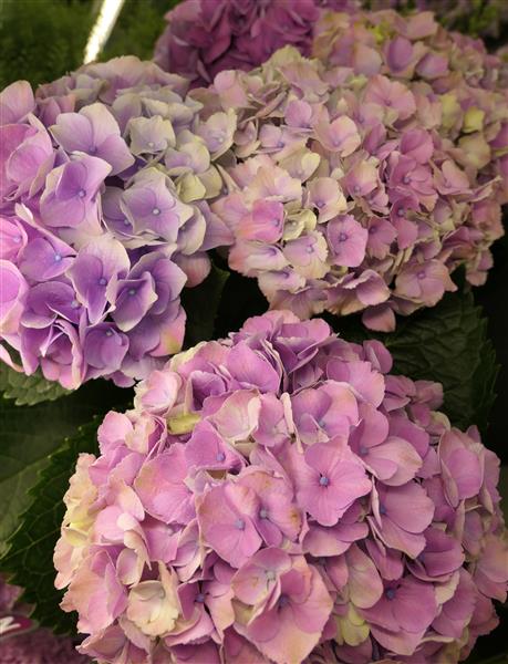 Image of Lilac Hydrangea Image 1