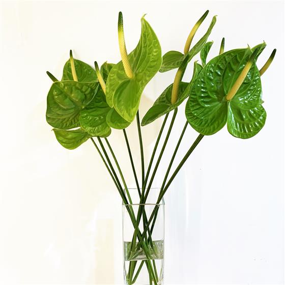 Anthurium- Midori