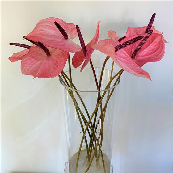 Anthurium Candy